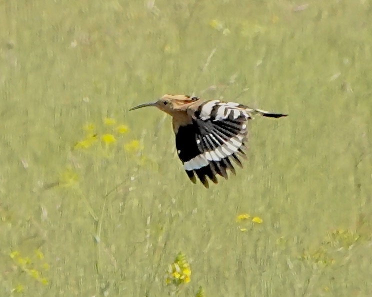 hoopoe